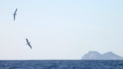 seabirds in the approach to Faial, Azores, uccelli marini a Faial, Azzorre