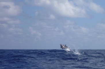 Dolphins flying in the Atlantic, delfini saltano in Atlantico
